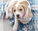 Small #5 Colonial Cocker Spaniel Mix