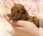 Small #1 Poodle (Toy)