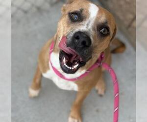 American Pit Bull Terrier-Unknown Mix Dogs for adoption in Tulsa, OK, USA