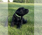 Small Photo #52 Labrador Retriever Puppy For Sale in FREDERICKSBG, OH, USA