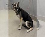 Small German Shepherd Dog-Huskies Mix