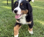 Small Photo #37 Bernese Mountain Dog Puppy For Sale in SPRINGFIELD, OH, USA