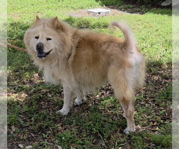 Medium Photo #2 Chow Chow Puppy For Sale in Fort Lauderdale, FL, USA