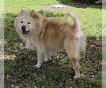 Small #1 Chow Chow