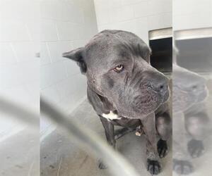 Mutt Dogs for adoption in Rosenberg, TX, USA