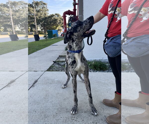 Medium Photo #6 Great Dane Puppy For Sale in Sanford, FL, USA