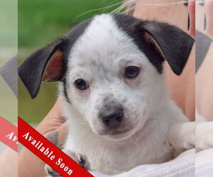 Chipin Dogs for adoption in Huntley, IL, USA