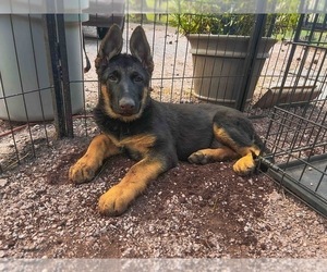 German Shepherd Dog Puppy for sale in APACHE JUNCTION, AZ, USA