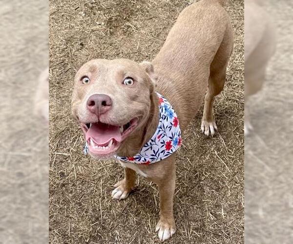 Medium Photo #1 American Pit Bull Terrier-Unknown Mix Puppy For Sale in Tulsa, OK, USA