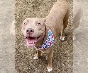 American Pit Bull Terrier-Unknown Mix Dogs for adoption in Tulsa, OK, USA