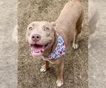 Small American Pit Bull Terrier Mix