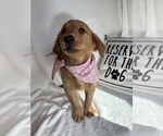 Image preview for Ad Listing. Nickname: Gigi