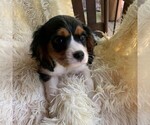 Small Photo #2 Cavalier King Charles Spaniel Puppy For Sale in ORRTANNA, PA, USA