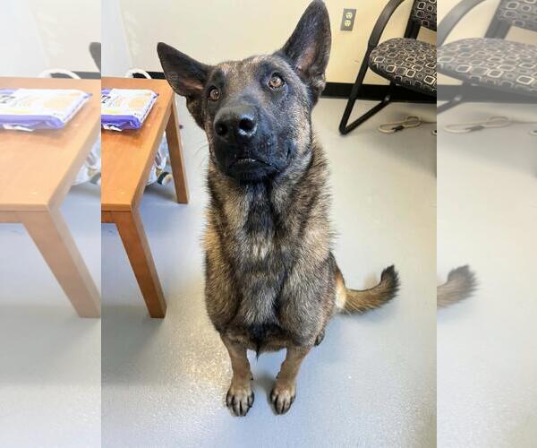 Medium Photo #6 German Shepherd Dog-Unknown Mix Puppy For Sale in Rockwall, TX, USA