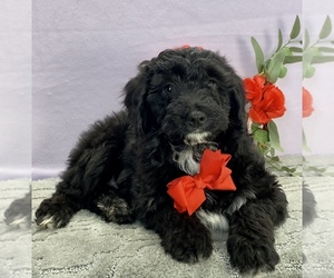 Aussiedoodle Miniature  Puppy for sale in SUGARCREEK, OH, USA