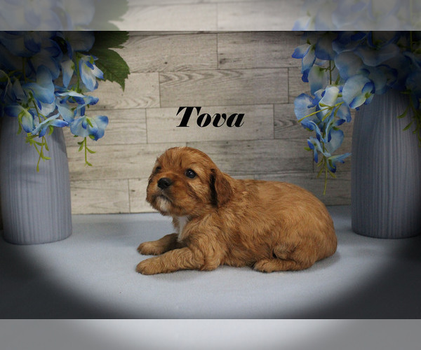 Medium Photo #8 Cavalier King Charles Spaniel Puppy For Sale in CHANUTE, KS, USA