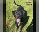 Small #1 Labrador Retriever Mix