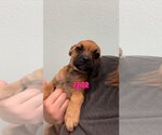 Small Photo #5 Pug Puppy For Sale in Chico, CA, USA