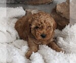 Small Photo #3 Poodle (Miniature) Puppy For Sale in MILLERSTOWN, PA, USA