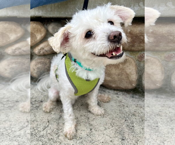 Medium Photo #2 Maltese-Unknown Mix Puppy For Sale in Mission Viejo, CA, USA