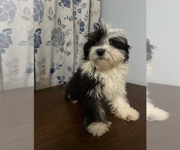 Medium Photo #35 Havanese Puppy For Sale in DURHAM, CT, USA