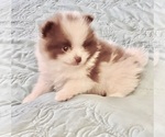 Small Pomeranian