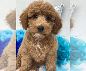 Goldendoodle (Miniature) Puppy for sale in BULLARD, TX, USA
