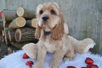 Small Photo #2 Cocker Spaniel Puppy For Sale in HONEY BROOK, PA, USA