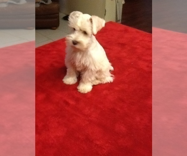 Medium Photo #14 Schnauzer (Miniature) Puppy For Sale in COLONIAL HEIGHTS, TN, USA