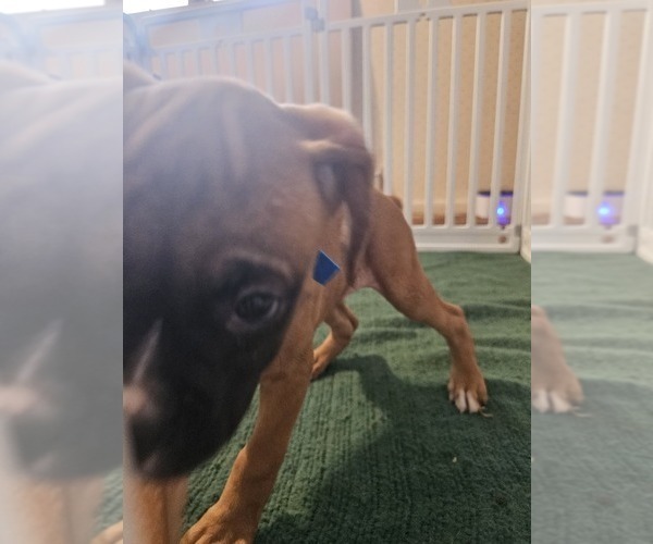 Medium Photo #3 Boxer Puppy For Sale in LYONS, KS, USA