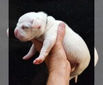Small Photo #8 Dogo Argentino Puppy For Sale in JANE, MO, USA