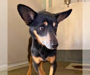 Chihuahua-Unknown Mix Dogs for adoption in San Antonio, TX, USA