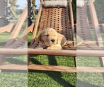 Puppy Mellow Red Golden Retriever