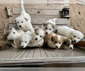 Great Pyrenees Puppy for sale in GIG HARBOR, WA, USA