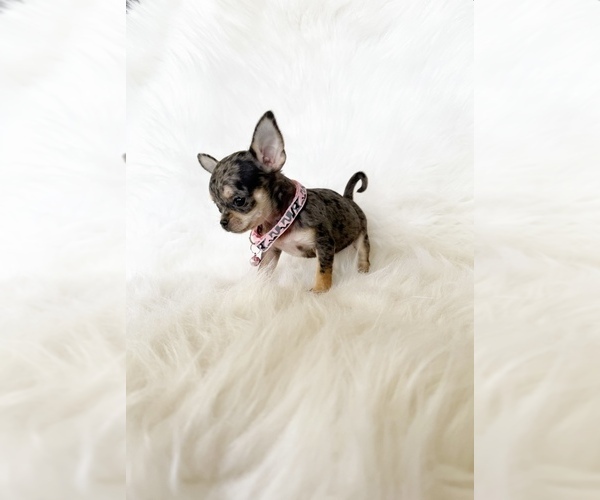 Medium Photo #4 Chihuahua Puppy For Sale in SACRAMENTO, CA, USA