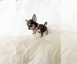 Small #3 Chihuahua