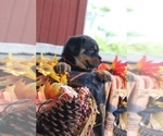 Small Photo #9 Rottweiler Puppy For Sale in DELAND, FL, USA