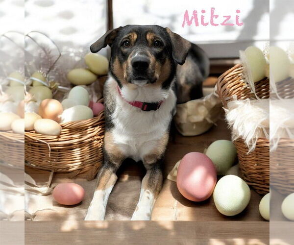 Medium Photo #13 Australian Kelpie-Border Collie Mix Puppy For Sale in Plymouth, MN, USA