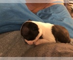 Small Photo #16 Boston Terrier Puppy For Sale in BROOMFIELD, CO, USA