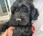 Puppy Navy Goldendoodle