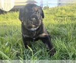 Small Photo #5 Rottle Puppy For Sale in CHICKAMAUGA, GA, USA