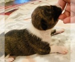 Small Photo #12 Basenji Puppy For Sale in TEXARKANA, TX, USA