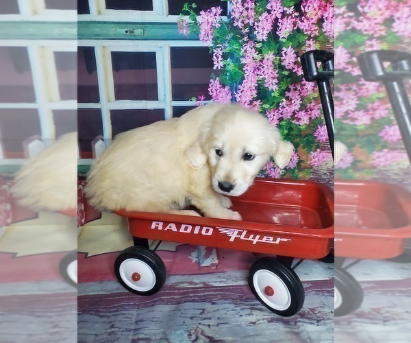 Medium Photo #2 Golden Retriever Puppy For Sale in ELKHART, IN, USA