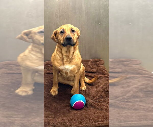 Medium Photo #1 Black Mouth Cur Puppy For Sale in La Porte, IN, USA