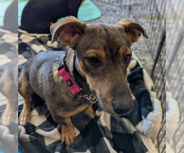 Medium Photo #3 Dachshund-Unknown Mix Puppy For Sale in Milner, GA, USA