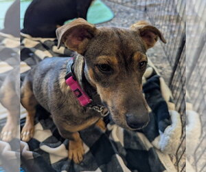 Pennywinkle - Female Dachshund-Unknown Mix Dog for Adoption - Photo #3