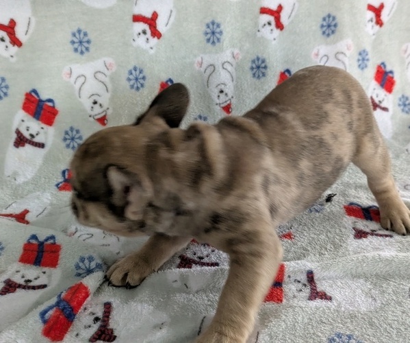 Medium Photo #4 French Bulldog Puppy For Sale in GOSHEN, IN, USA