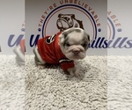 Small Photo #1 Bulldog Puppy For Sale in CENTERVILLE, OH, USA