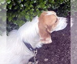 Small #4 Basset Hound-Great Pyrenees Mix