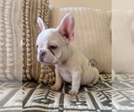 Small #1 French Bulldog